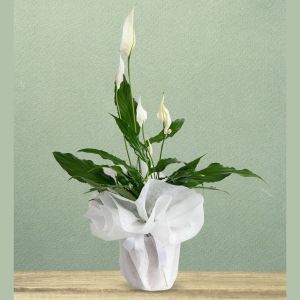  Konyaaltı Florist - Potted Flowers