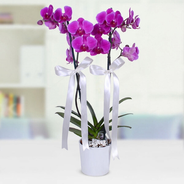  Konyaaltı Çiçek Siparişi - Seramikli Çift Dallı Mor Orkidenin