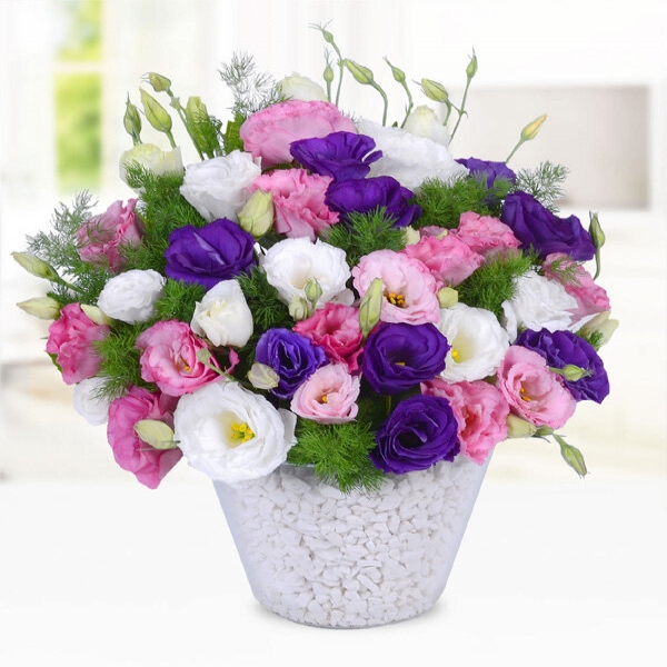 Konyaaltı Çiçekçi - Düşler Prensi Renkli Lisyantusler