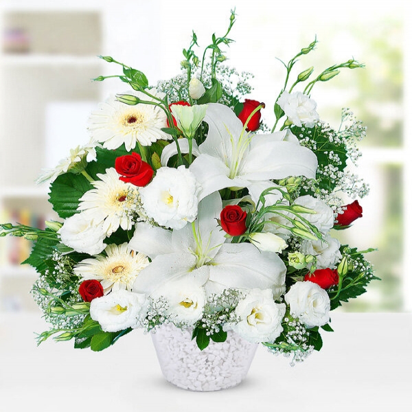  Konyaaltı Çiçek - Büyüleyici Lilyumlar