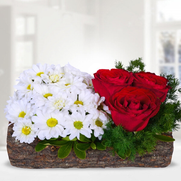  Konyaaltı Çiçek Siparişi - Kütük Saksıda Papatya Kırmızı Gül Aranjmanı
