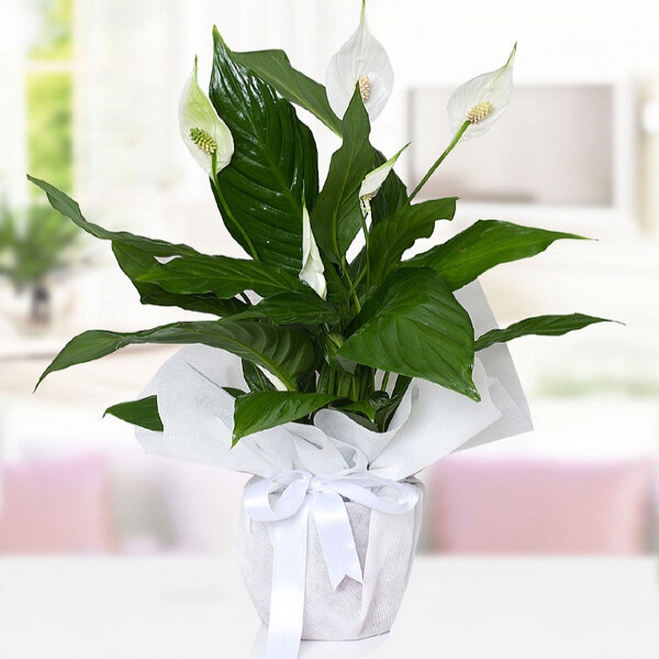  Konyaaltı Çiçekçiler - Spatifilyum Bitkisi