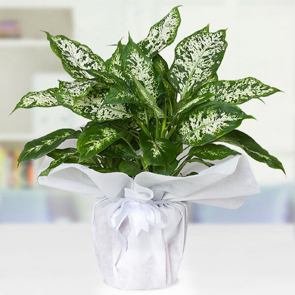 Konyaaltı Çiçekçi - Difenbahya