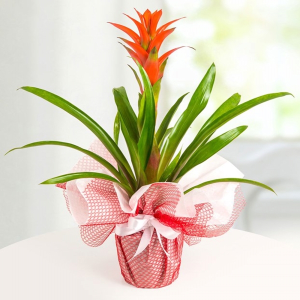  Konyaaltı Çiçek Gönder - Guzmania