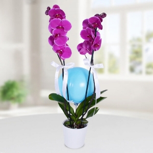 Konyaaltı Çiçekçi - Mor mini orkide