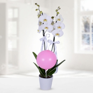  Konyaaltı Çiçekçiler - Spatifilyum Bitkisi