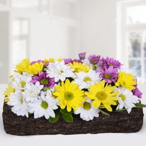 Konyaaltı Çiçekçi - Yatay Kütük Saksıda Renkli Papatyalar