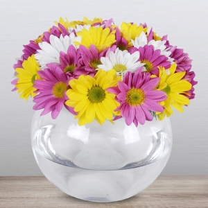  Konyaaltı Çiçekçiler - Renkli Aşk Papatyaları